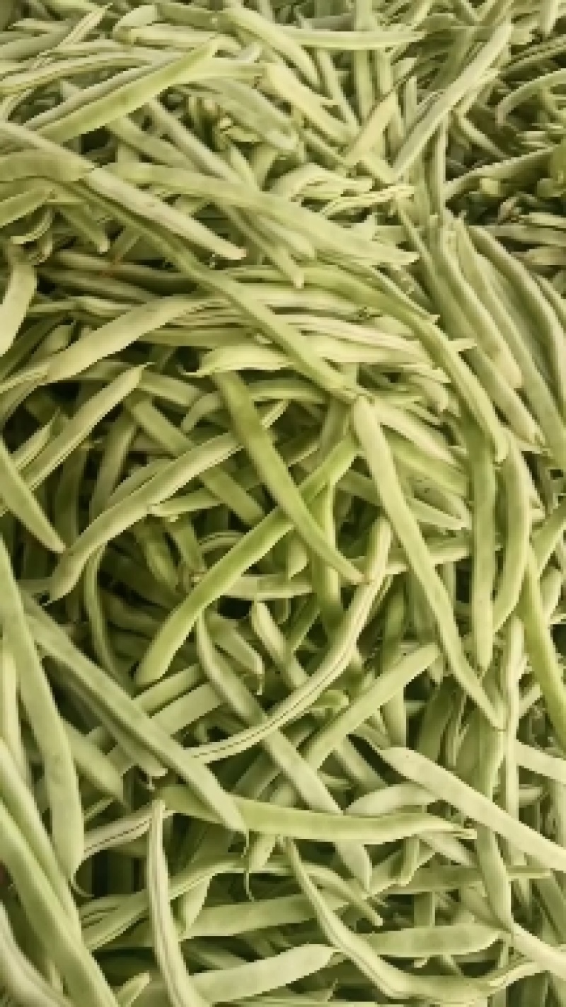 万亩白不老芸豆大量上市中