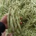 万亩白不老芸豆大量上市中