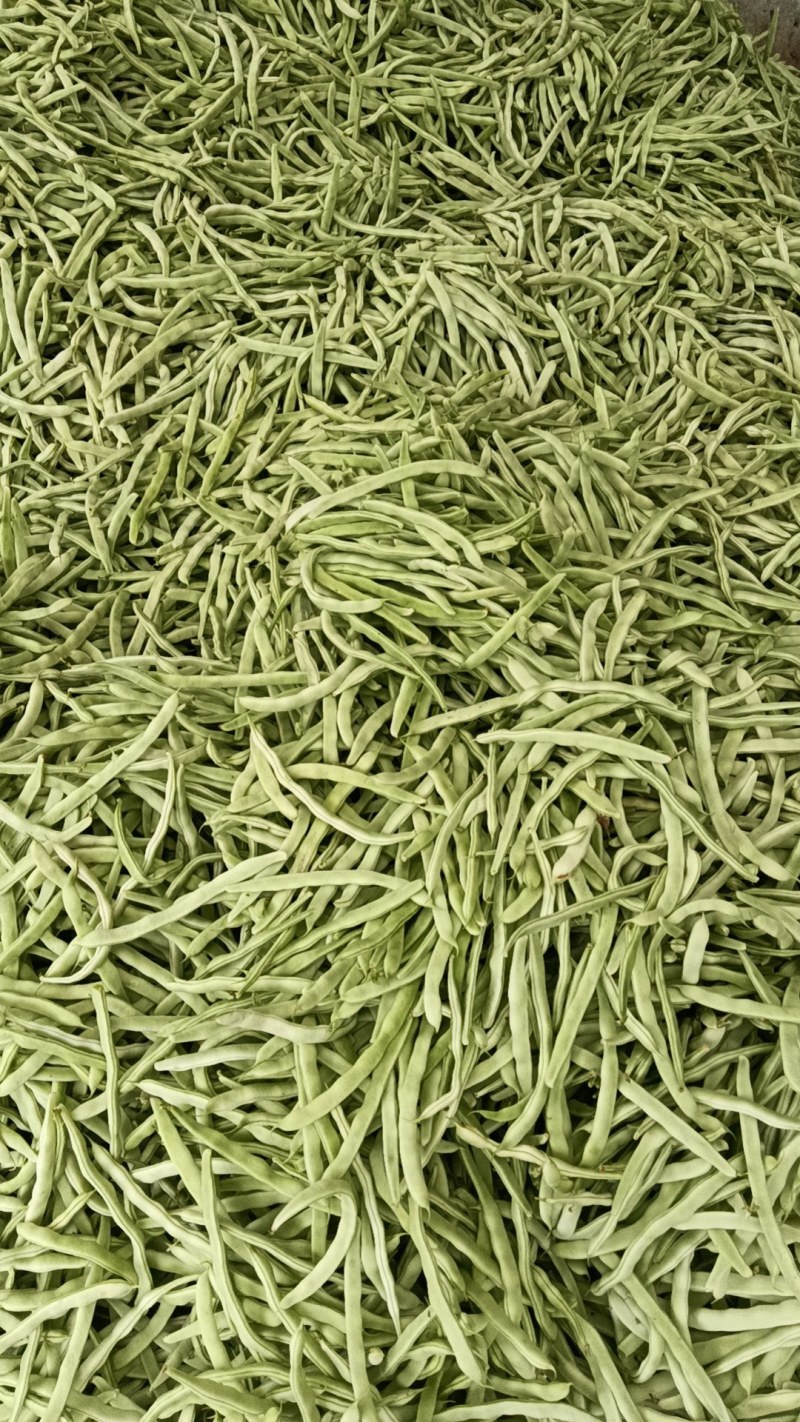 万亩白不老芸豆大量上市中
