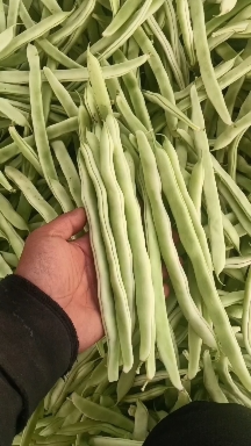 万亩白不老芸豆大量上市中