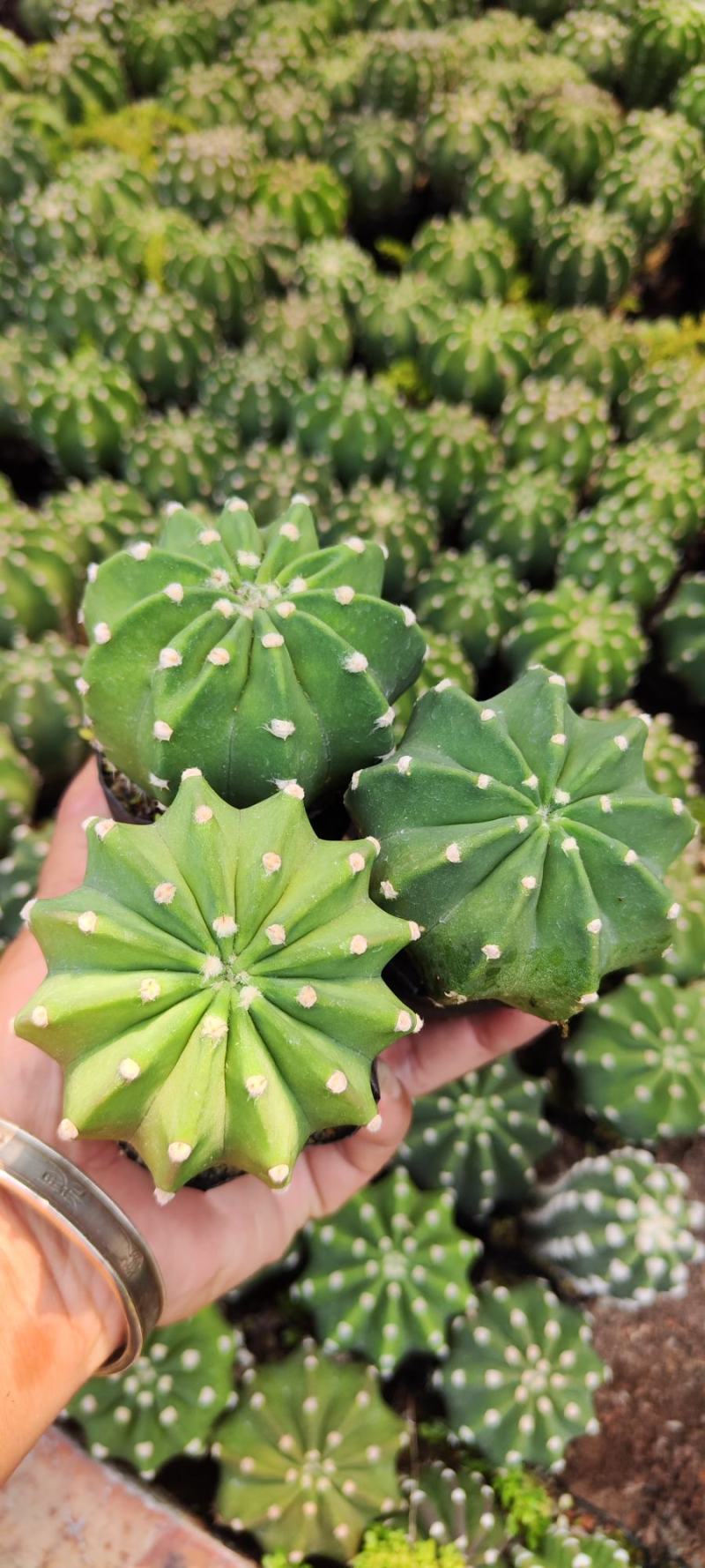 批发短毛丸实生仙人球砧木4-5cm，1.5元/颗