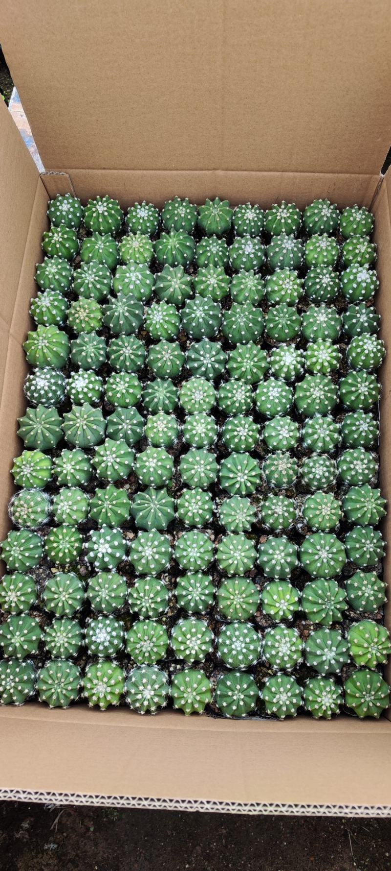 批发短毛丸实生仙人球砧木4-5cm，1.5元/颗
