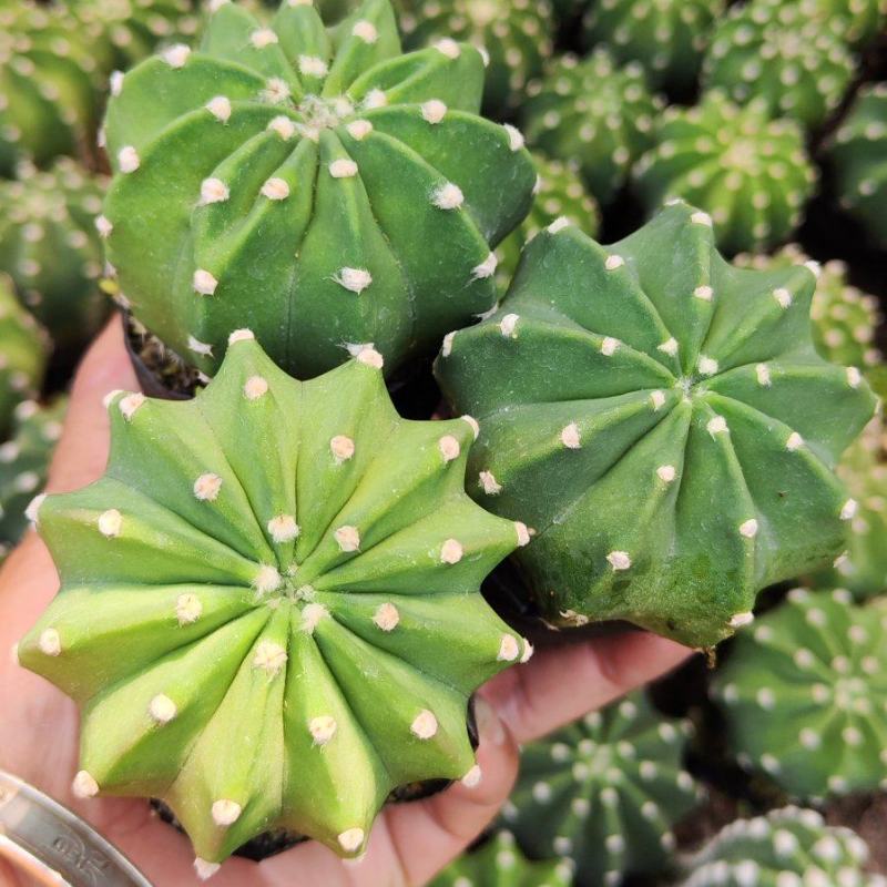 批发短毛丸实生仙人球砧木4-5cm，1.5元/颗