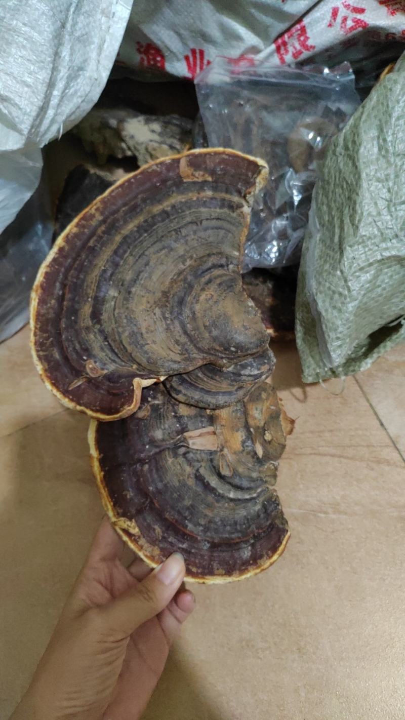 无柄赤芝