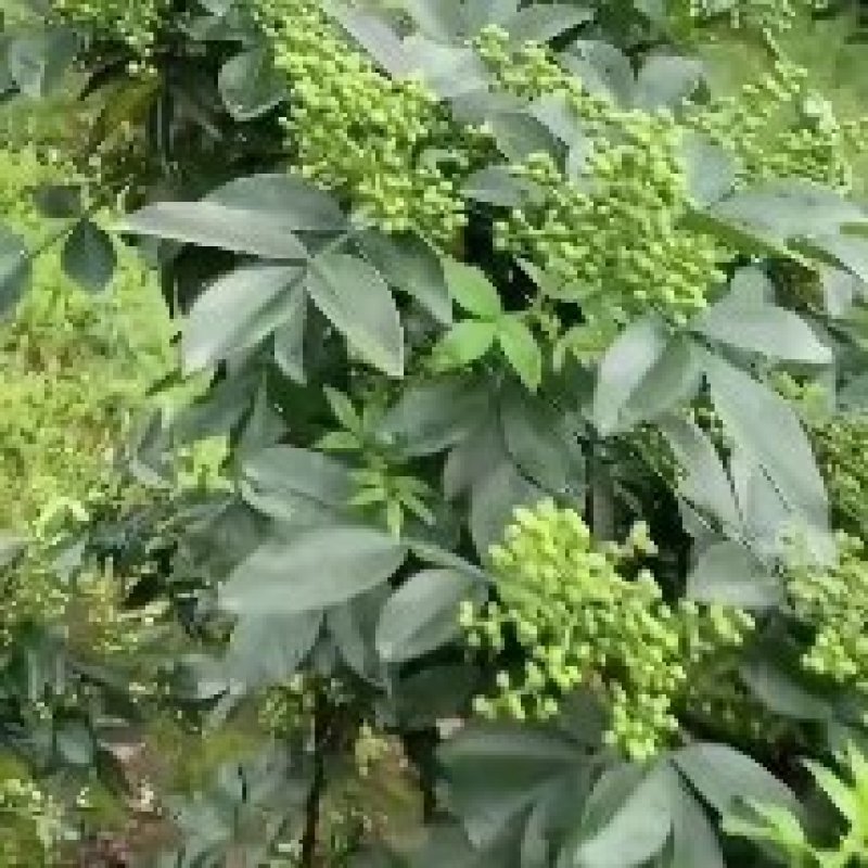 鲜花椒