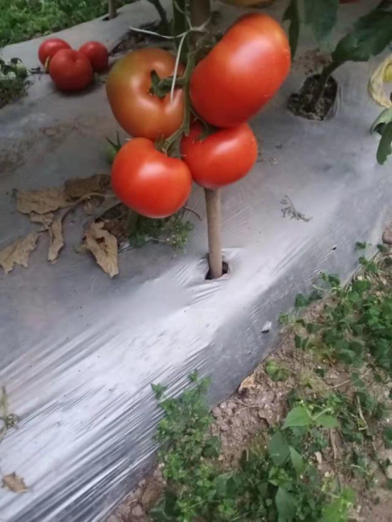 大红硬果西红柿