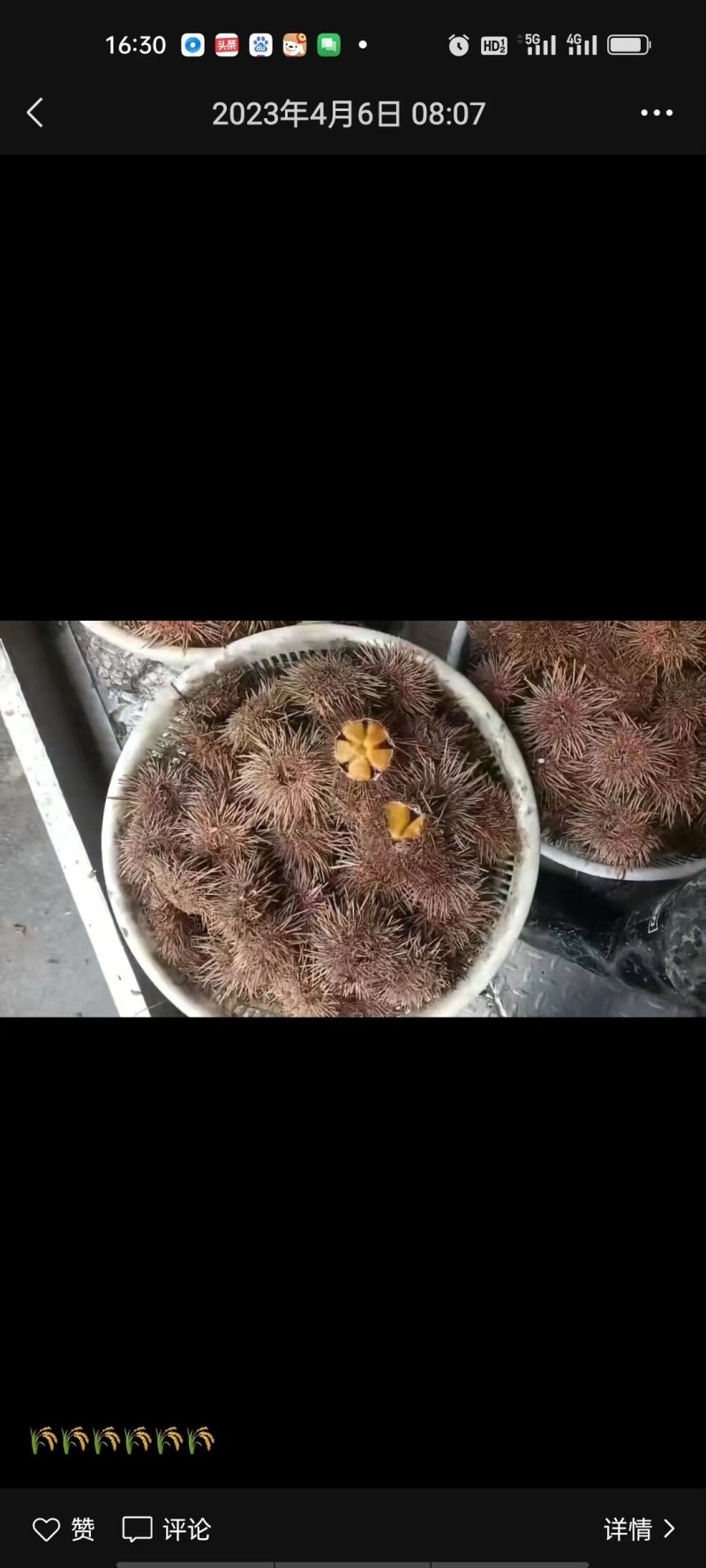 黄海胆，紫海胆，马粪胆