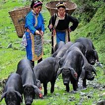 阿坝州高原藏香猪