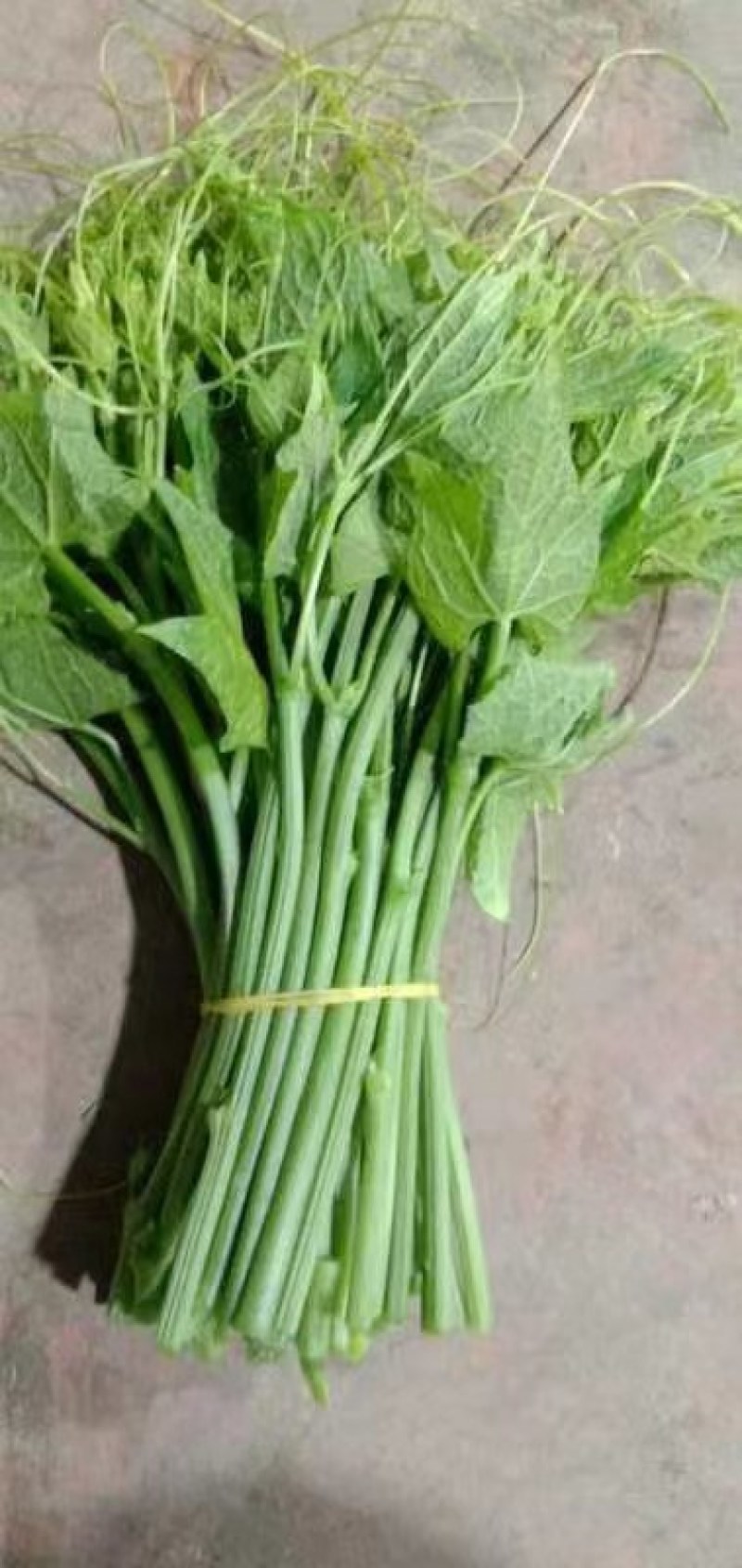 龙须菜，佛手瓜苗