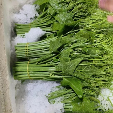 龙须菜，佛手瓜苗