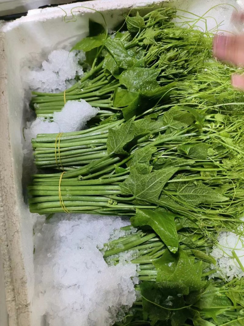 龙须菜，佛手瓜苗