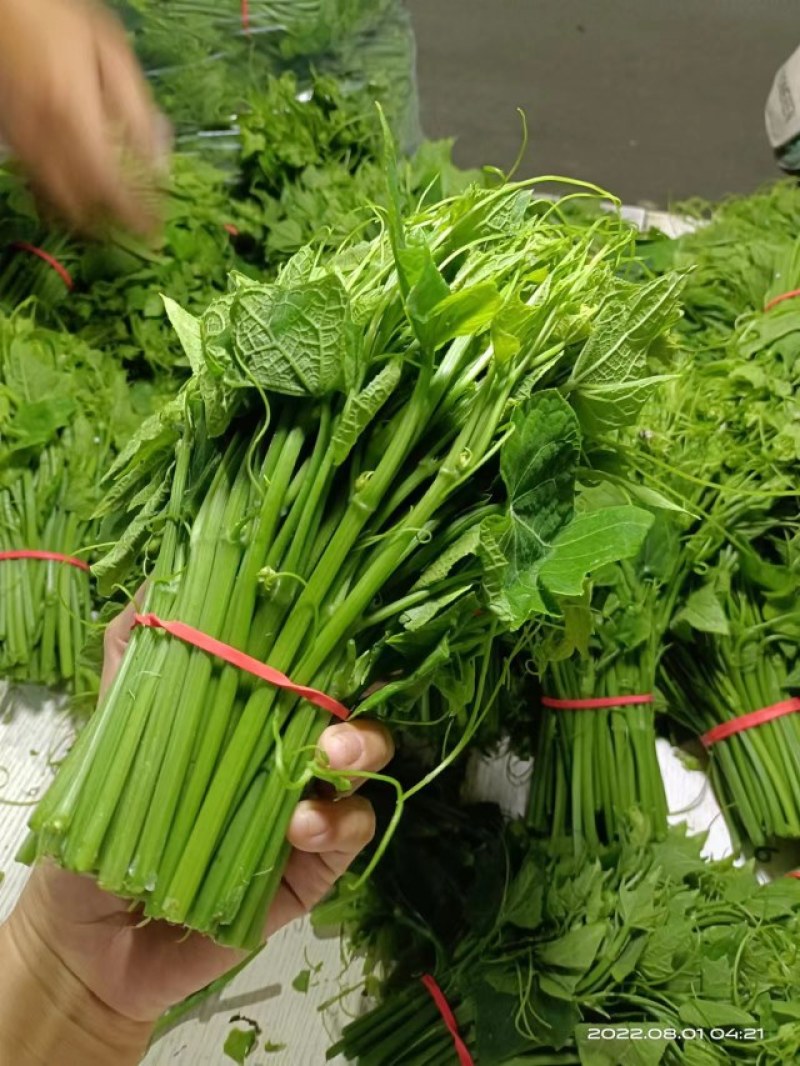 龙须菜，佛手瓜苗