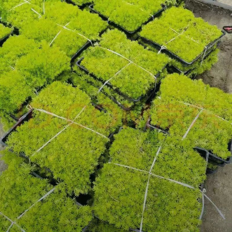 佛甲草双色盆方盘苗穴盘苗，一手货源