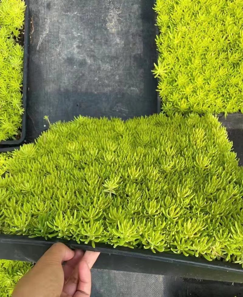 佛甲草双色盆方盘苗穴盘苗，一手货源