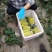 【精选】精品博洋甜瓜大量供应品质保证产地批发量大