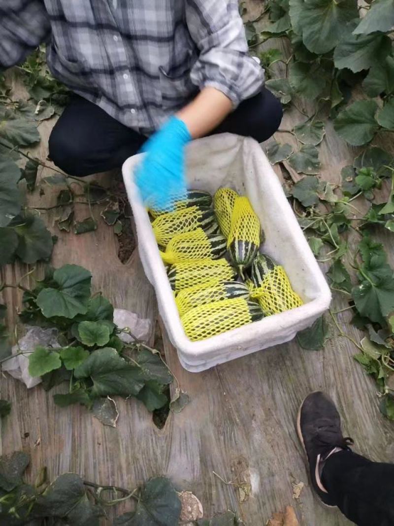 【精选】精品博洋甜瓜大量供应品质保证产地批发量大