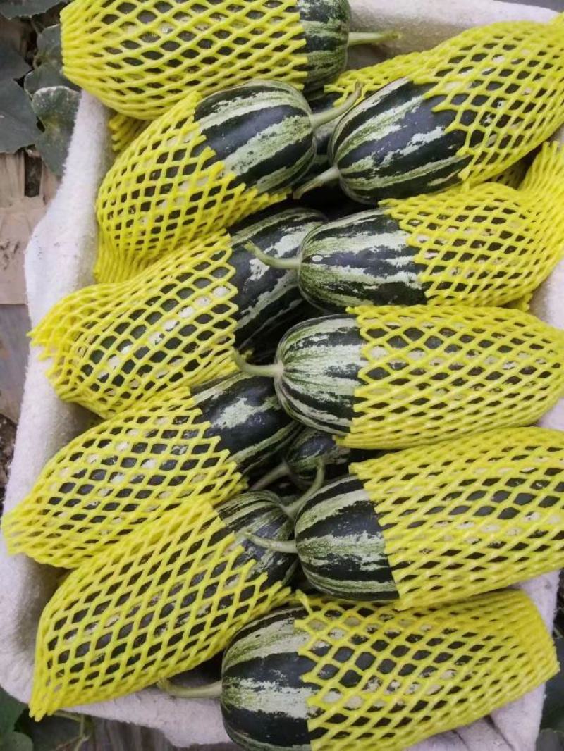 【精选】精品博洋甜瓜大量供应品质保证产地批发量大