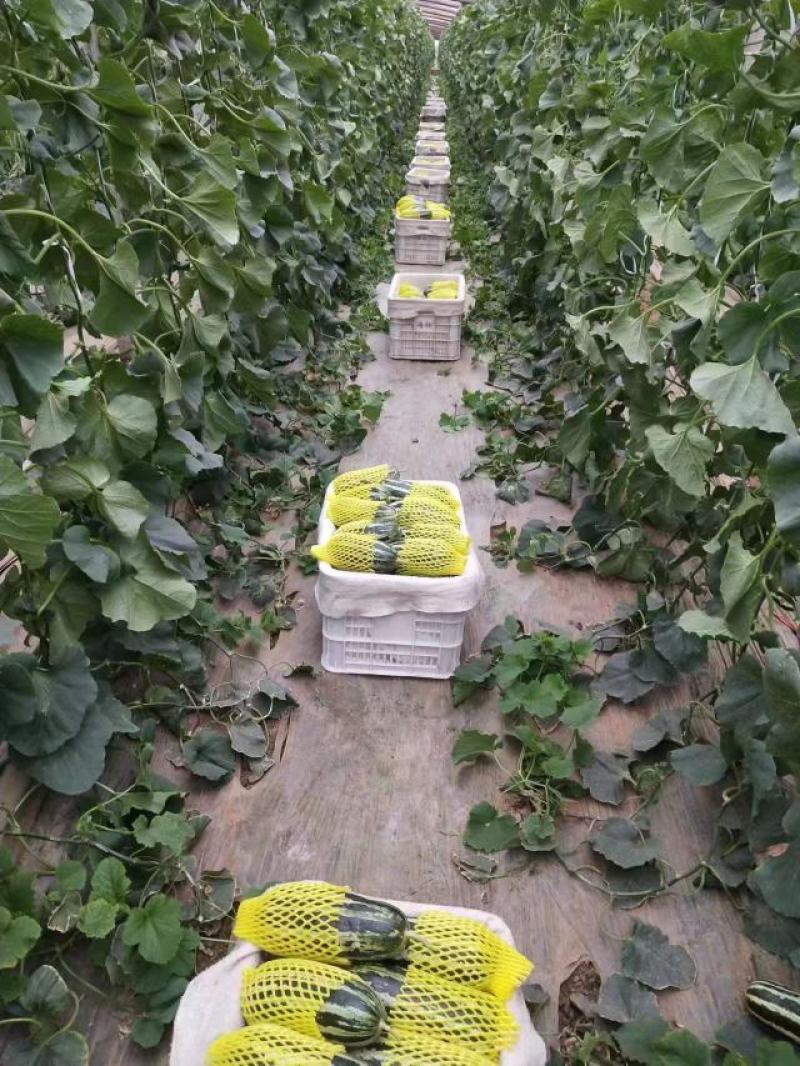 【精选】精品博洋甜瓜大量供应品质保证产地批发量大
