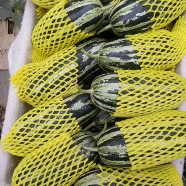 【精选】精品博洋甜瓜大量供应品质保证产地批发量大