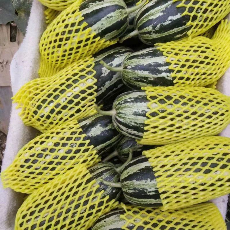 【精选】精品博洋甜瓜大量供应品质保证产地批发量大
