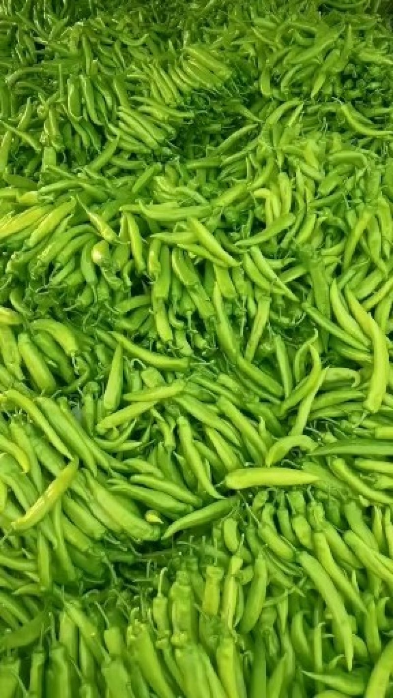 黄皮尖椒大量供应代收代发全国各地