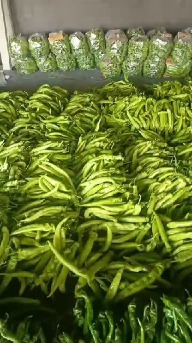 黄皮尖椒大量供应代收代发全国各地