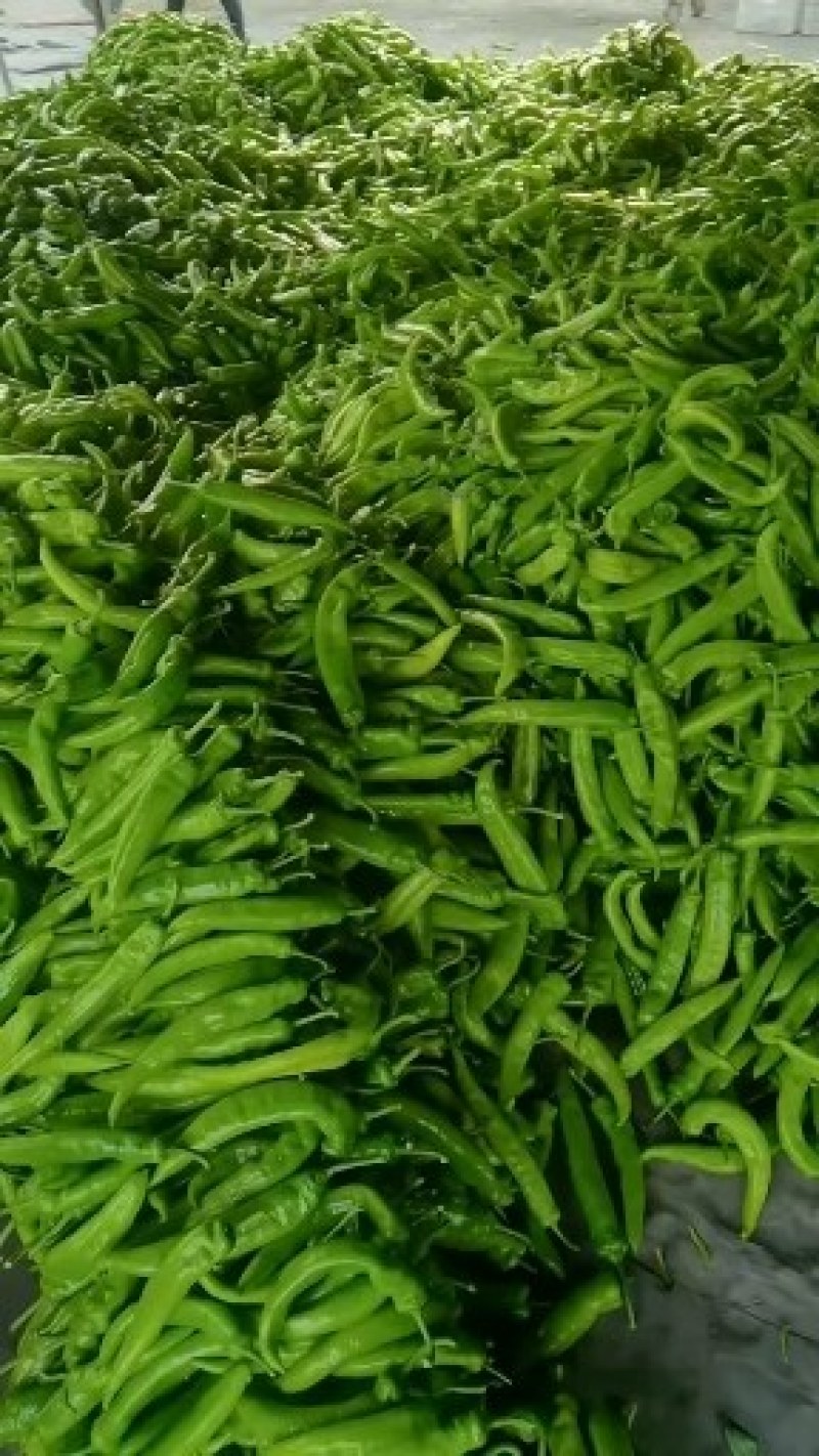 黄皮尖椒大量供应代收代发全国各地