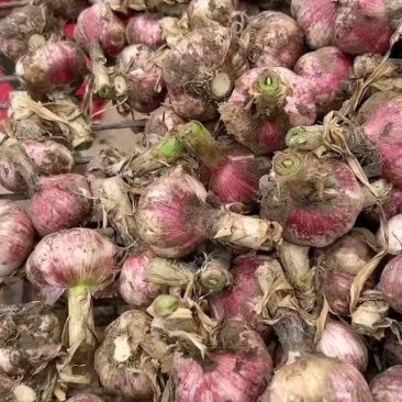 中牟县早熟鲜蒜大量上市中，个大皮红，欢迎大家前来考察定购