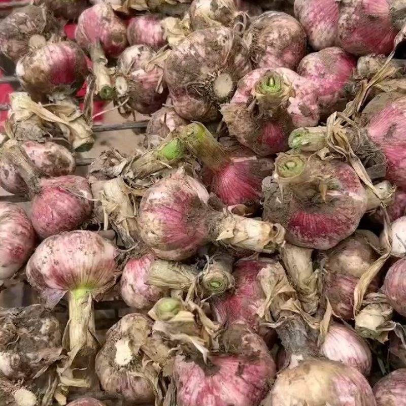 中牟县早熟鲜蒜大量上市中，个大皮红，欢迎大家前来考察定购