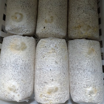 金耳菌包源头工厂，保证出耳率