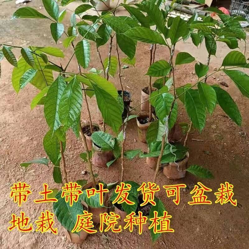 乌橄榄树苗青橄榄苗正宗嫁接果树当年结果南北方四季地载盆栽