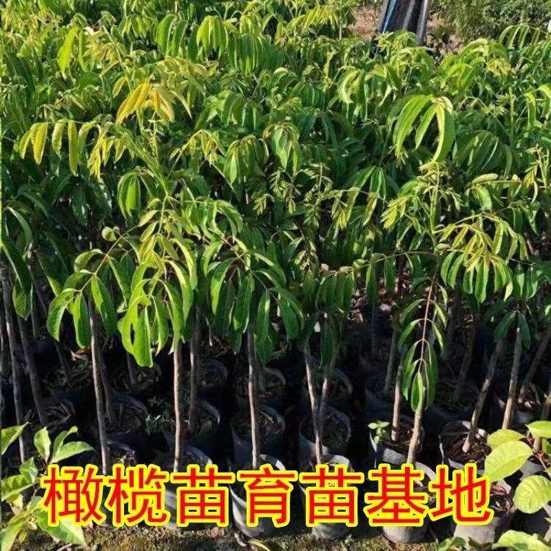 乌橄榄树苗青橄榄苗正宗嫁接果树当年结果南北方四季地载盆栽