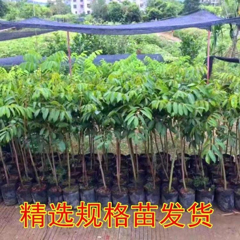 乌橄榄树苗青橄榄苗正宗嫁接果树当年结果南北方四季地载盆栽
