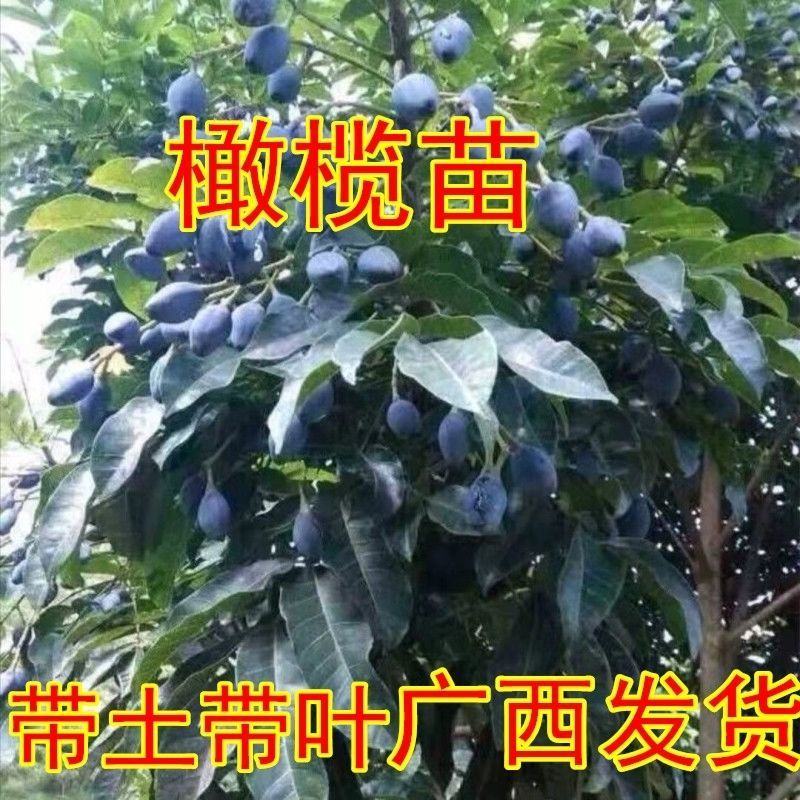 乌橄榄树苗青橄榄苗正宗嫁接果树当年结果南北方四季地载盆栽