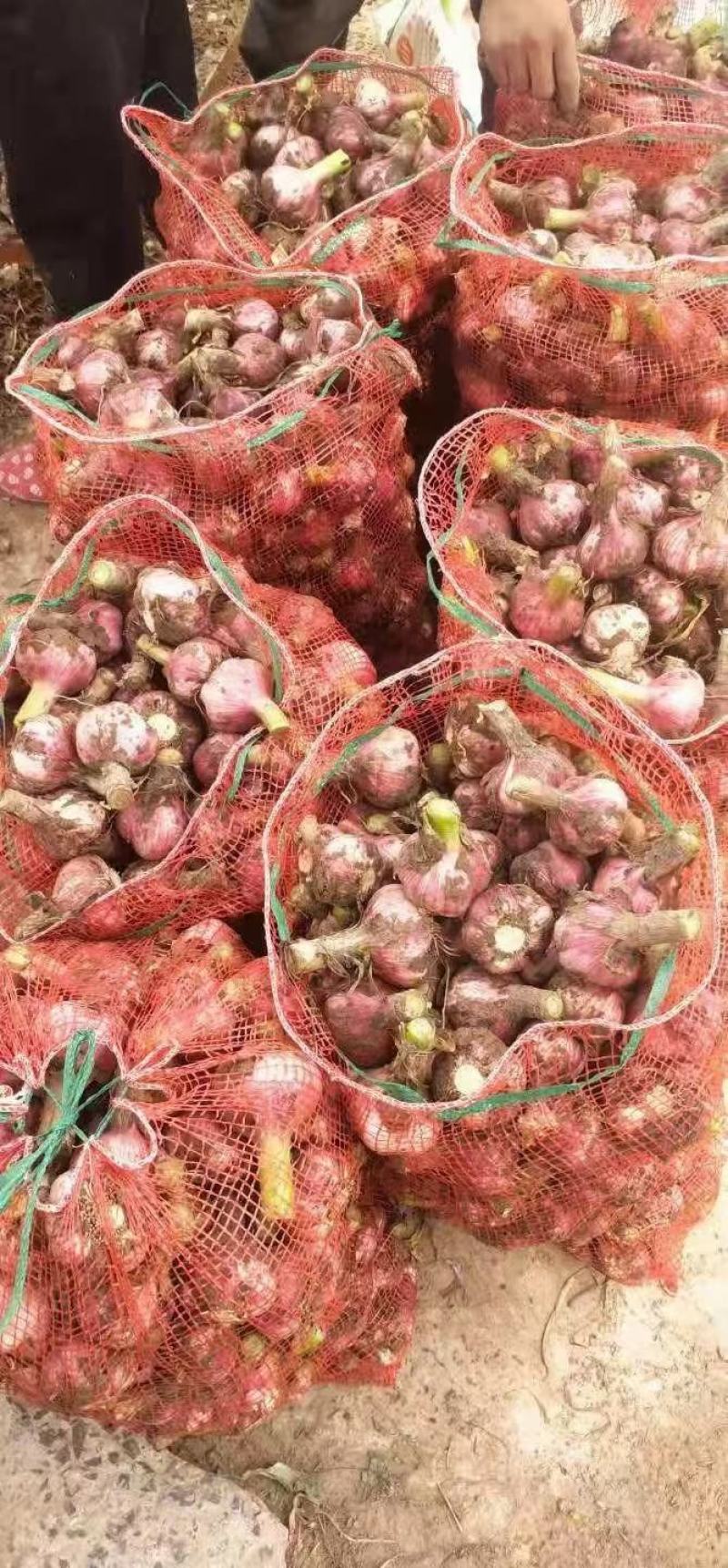 中牟县早熟鲜蒜大量上市中，个大皮红，欢迎大家前来考察定购