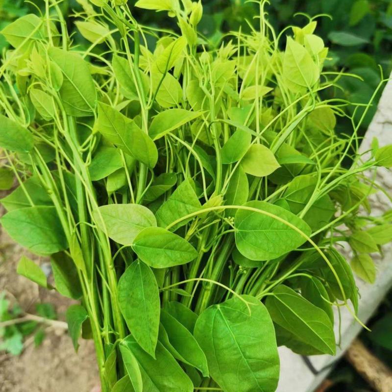 辣木叶又名龙须菜