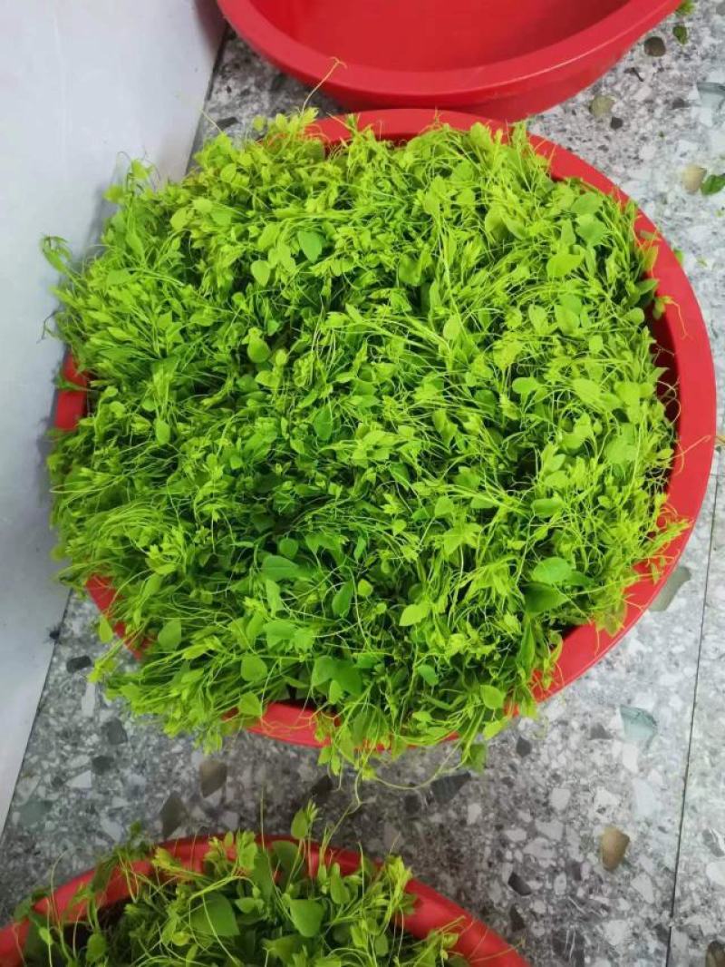 辣木叶又名龙须菜