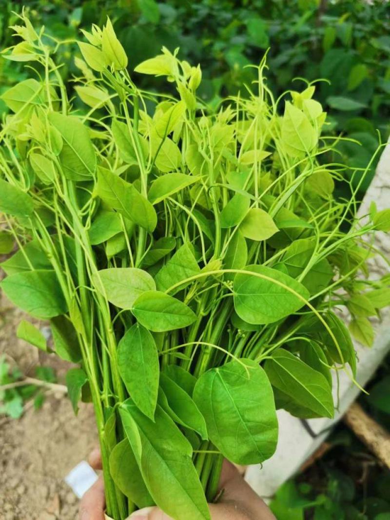 辣木叶又名龙须菜