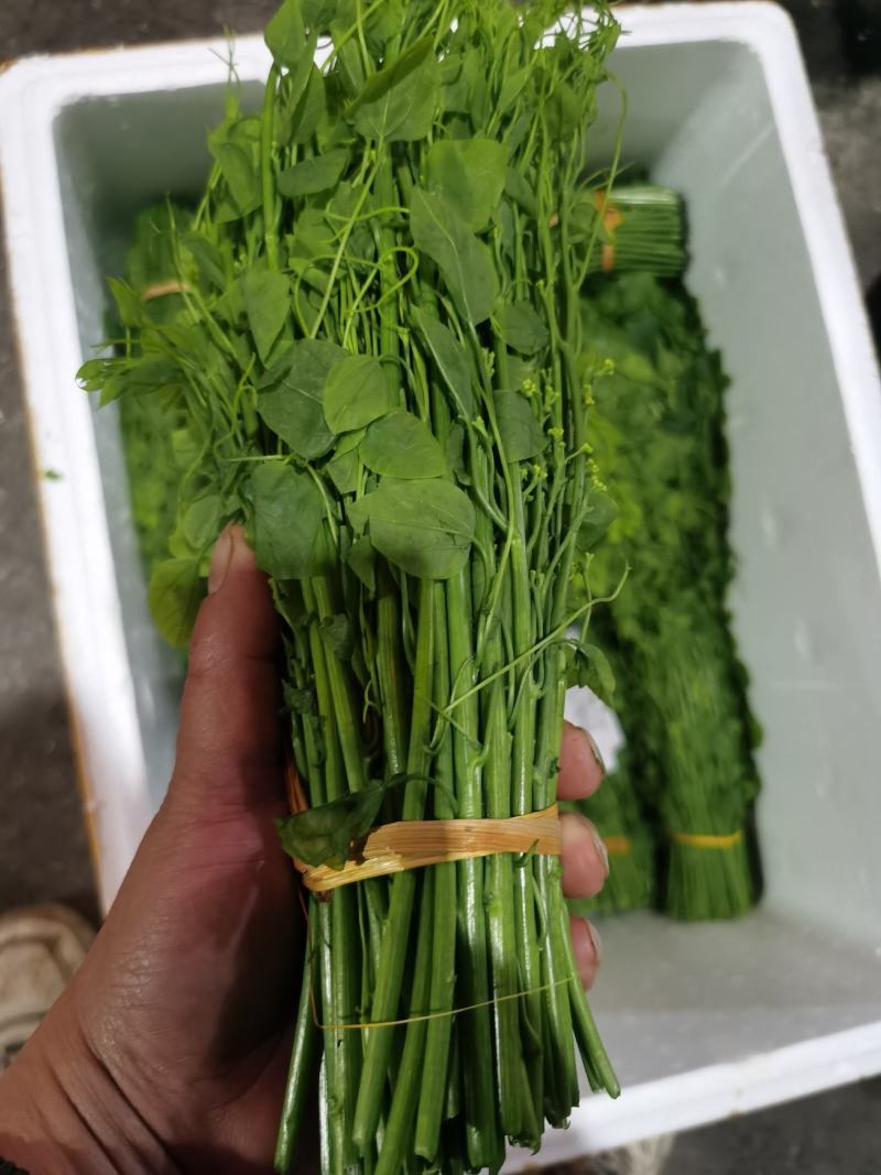 辣木叶又名龙须菜