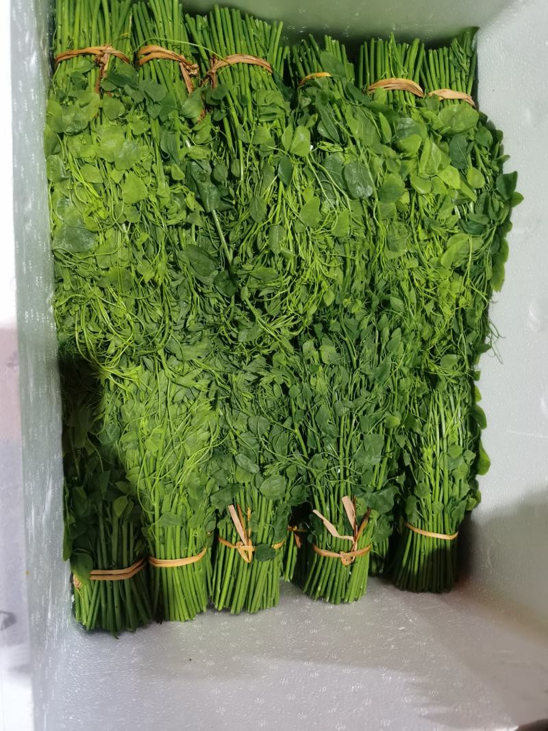 辣木叶又名龙须菜