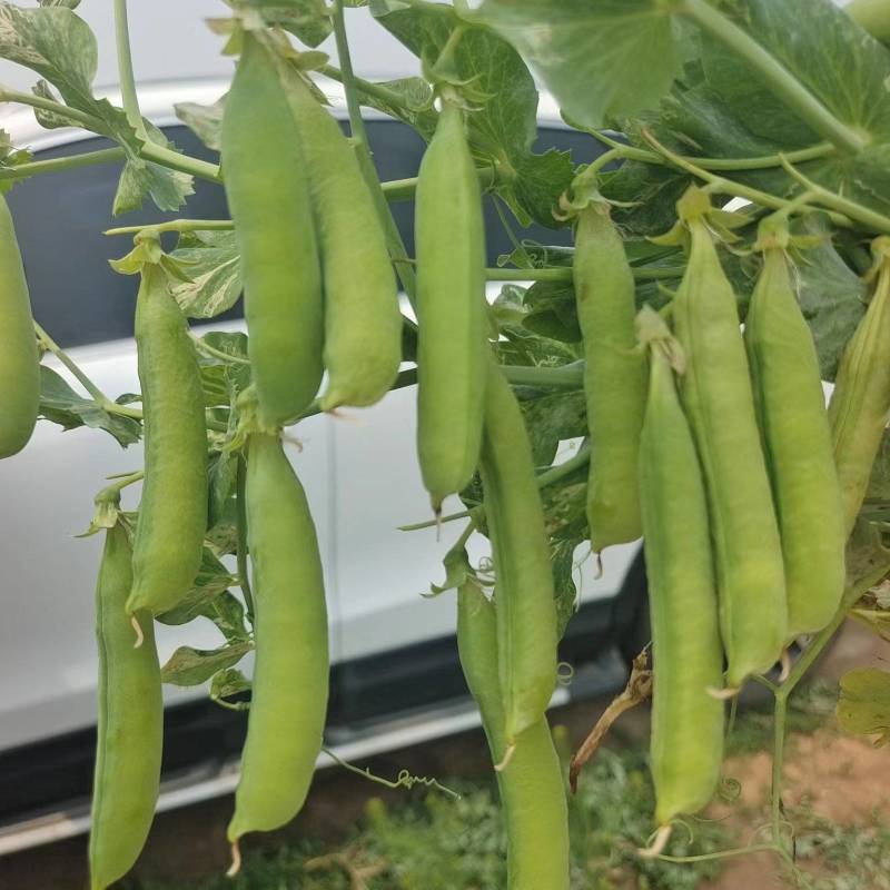 河南精品豌豆中豌九号颗粒饱满一手货源现摘现发质量保证