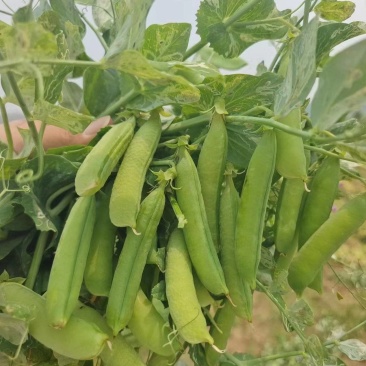【优选】河南豌豆荚大量上市新鲜采摘产地直供量大优惠