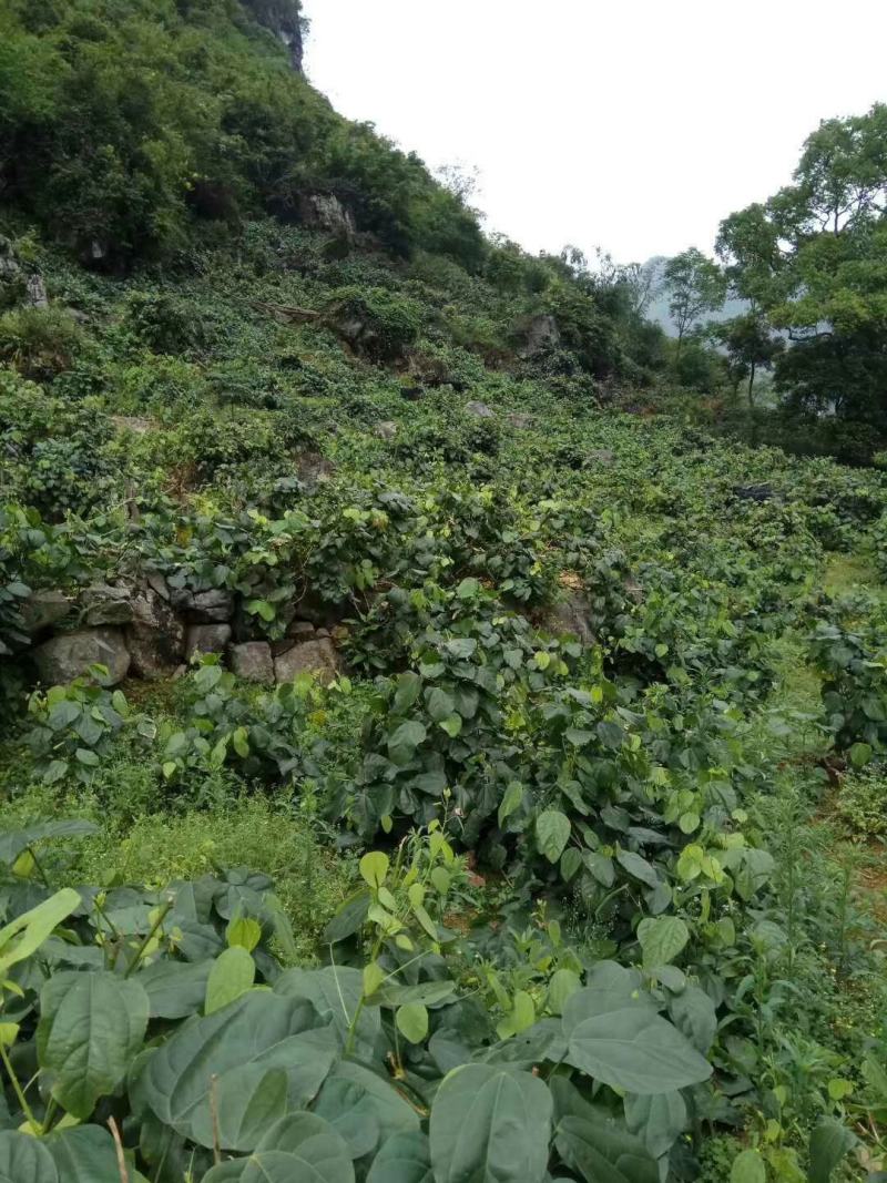 辣木叶又名龙须菜