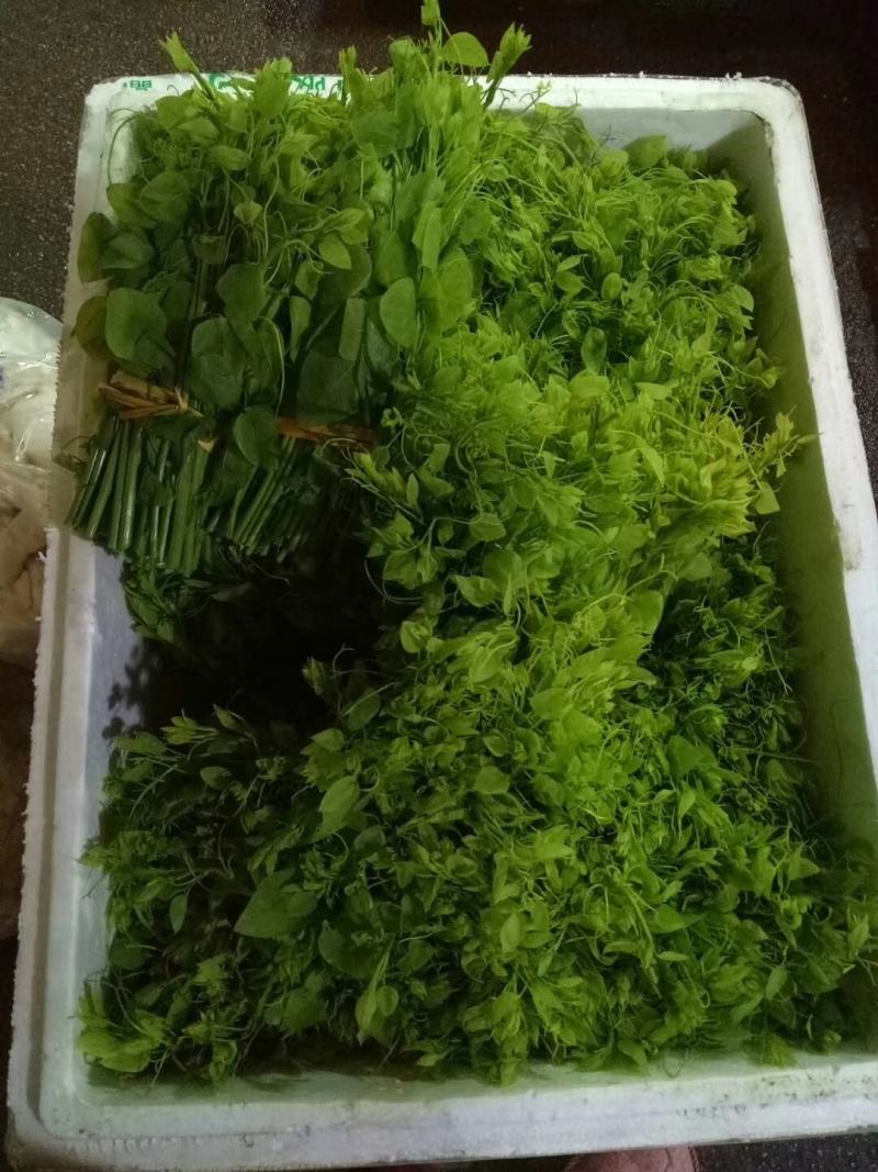 辣木叶又名龙须菜