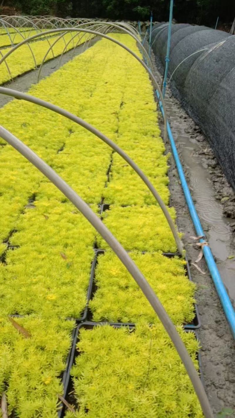 方盘佛甲草