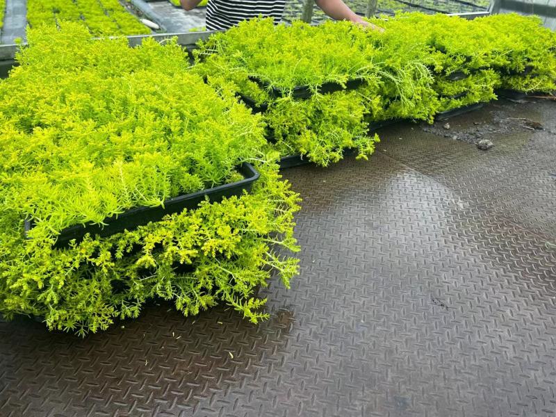 方盘佛甲草