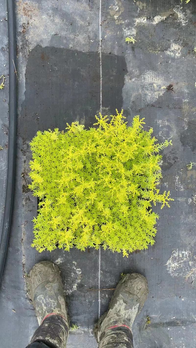 方盘佛甲草