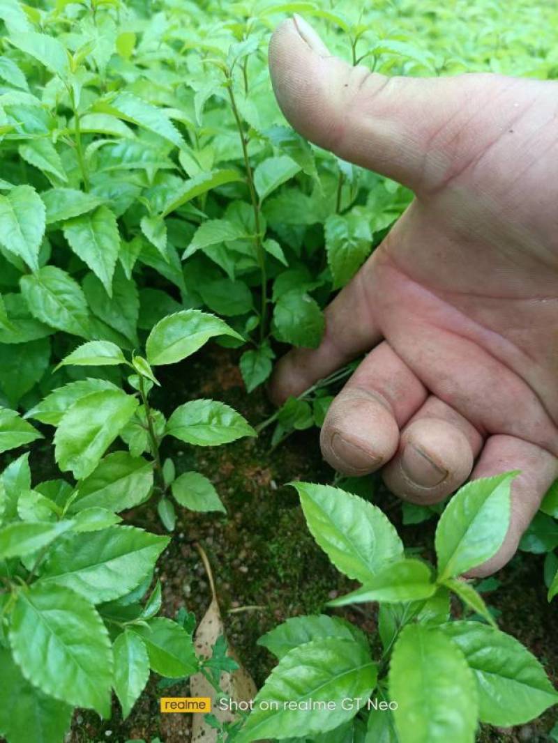 岗梅根小苗点称星木称星木芽苗