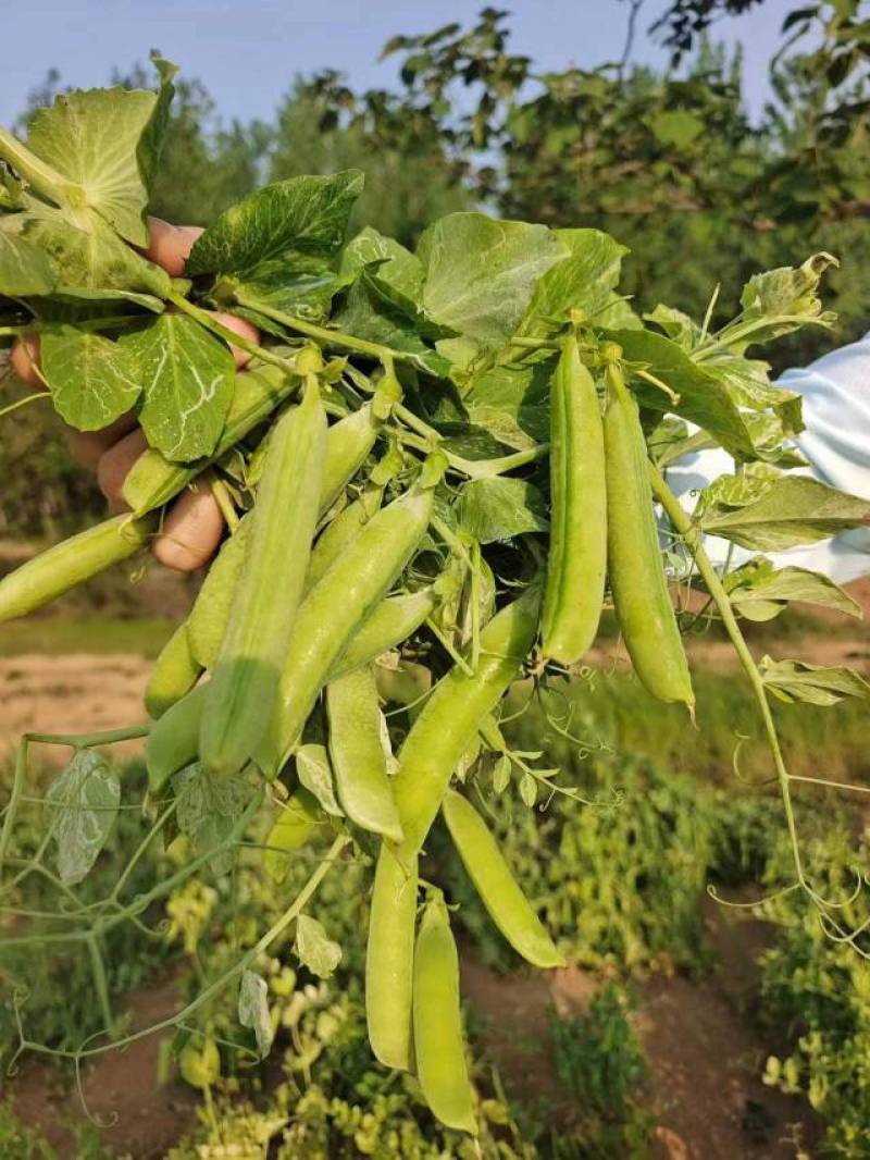 2河南精品豌豆荚，青碗豆中豌6号中豌9号产地直发
