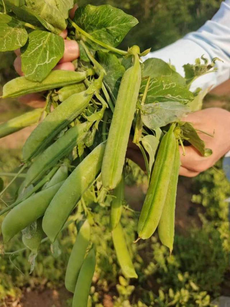 2河南精品豌豆荚，青碗豆中豌6号中豌9号产地直发